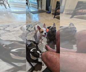Coco - Female Boston Terrier Dog for Adoption - Photo #2