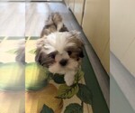 Small #1 Shih Tzu