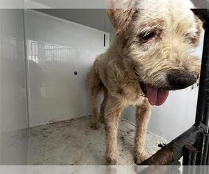 - Mix Dogs for adoption in Houston, TX, USA