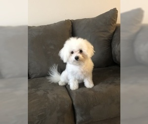 Bichon Frise Puppy for sale in BROOKSIDE, VT, USA