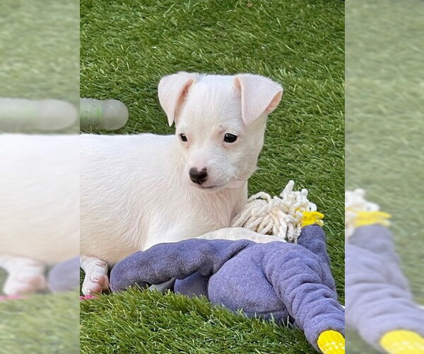 Medium Photo #3 Mutt Puppy For Sale in Pleasanton, CA, USA