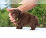 Small #12 ShihPoo