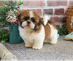 Small #2 Shih Tzu