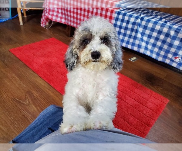Medium Photo #9 Poodle (Toy) Puppy For Sale in COLORADO SPRINGS, CO, USA