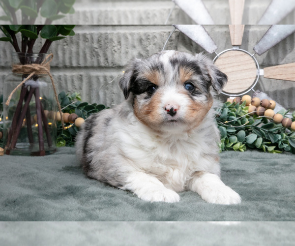 Medium Photo #16 Miniature Australian Shepherd Puppy For Sale in BALTIC, OH, USA