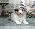 Small Photo #16 Miniature Australian Shepherd Puppy For Sale in BALTIC, OH, USA