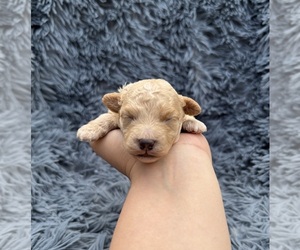 Poodle (Toy) Puppy for sale in JEFFERSONVILLE, IN, USA