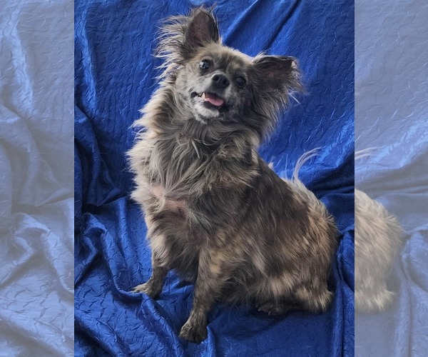 Medium Photo #4 Chiranian Puppy For Sale in Cuba, NY, USA