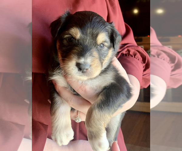 Medium Photo #1 Australian Shepherd Puppy For Sale in CHARLESTON, SC, USA