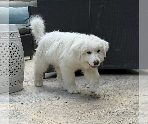 Medium Photo #6 Great Pyrenees Puppy For Sale in Houston, TX, USA