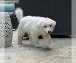 Small #5 Great Pyrenees