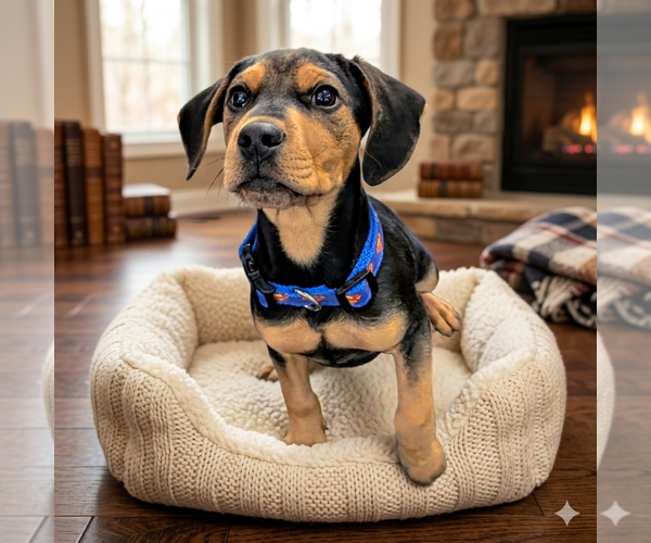 Medium Photo #9 Mutt Puppy For Sale in Vail, AZ, USA