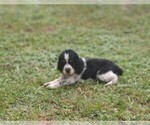 Small #7 English Springer Spaniel