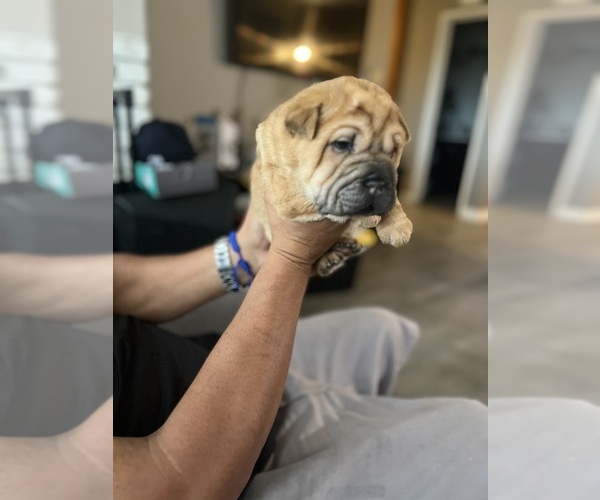Medium Photo #2 Chinese Shar-Pei Puppy For Sale in LOS ANGELES, CA, USA