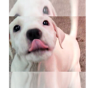 Small Mutt