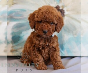 Irish Doodle-Poodle (Miniature) Mix Puppy for sale in NEWMANSTOWN, PA, USA