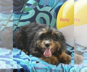 Bernedoodle (Miniature) Puppy for sale in KINGSPORT, TN, USA
