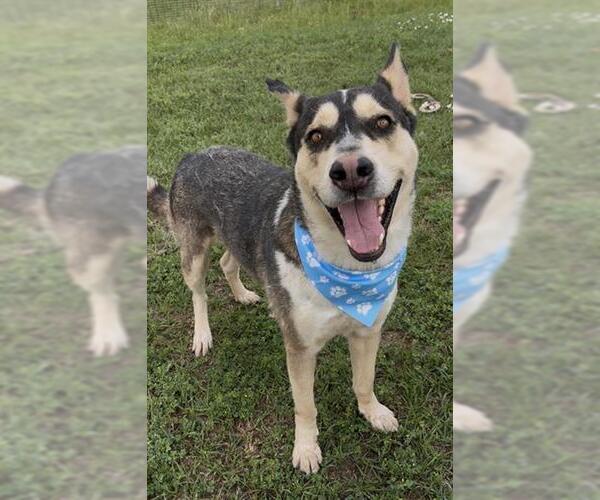 Medium Photo #3 Gerberian Shepsky Puppy For Sale in Rosenberg, TX, USA
