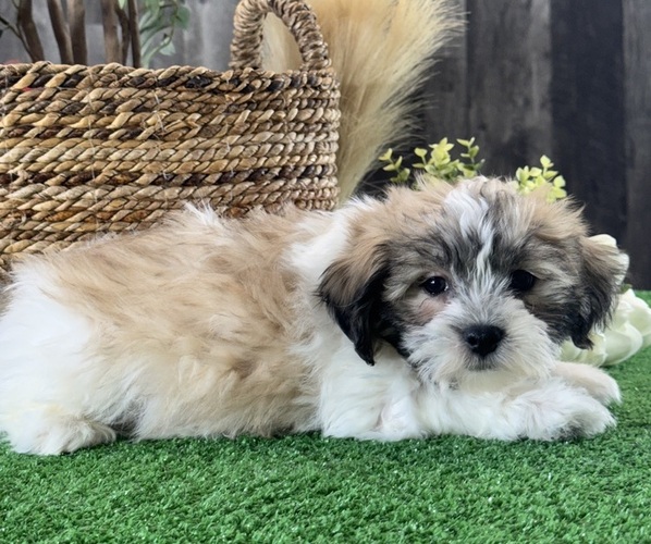 Medium Photo #5 La-Chon Puppy For Sale in CANOGA, NY, USA