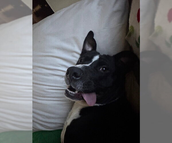 Medium Photo #3 Staffordshire Bull Terrier-Unknown Mix Puppy For Sale in Springdale, PA, USA