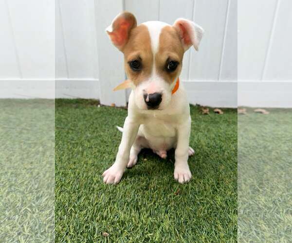 Medium Photo #1 Boxer-Unknown Mix Puppy For Sale in Pompano Beach , FL, USA