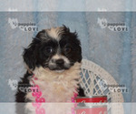 Small #10 Aussiedoodle-Poodle (Toy) Mix