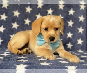 Cocker Spaniel-Jack Russell Terrier Mix Puppy for sale in LANCASTER, PA, USA