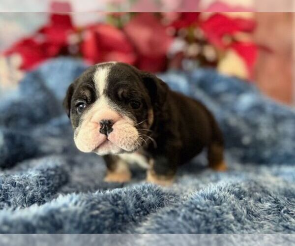 Medium Photo #1 English Bulldog Puppy For Sale in OOLOGAH, OK, USA