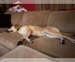 Small #25 Retriever  Mix