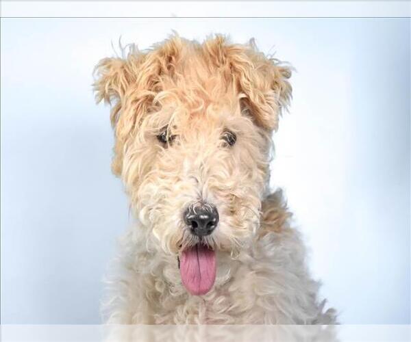 Medium Photo #1 Mutt Puppy For Sale in Fort Collins, CO, USA