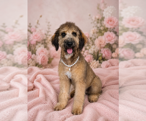 Bernedoodle (Miniature) (+ Poodle Miniature) Puppy for sale in YOUNGSTOWN, FL, USA