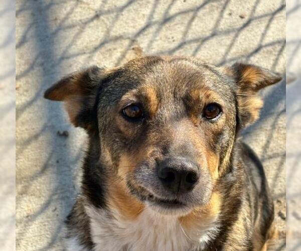 Medium Photo #2 Australian Kelpie-Unknown Mix Puppy For Sale in Tulsa, OK, USA