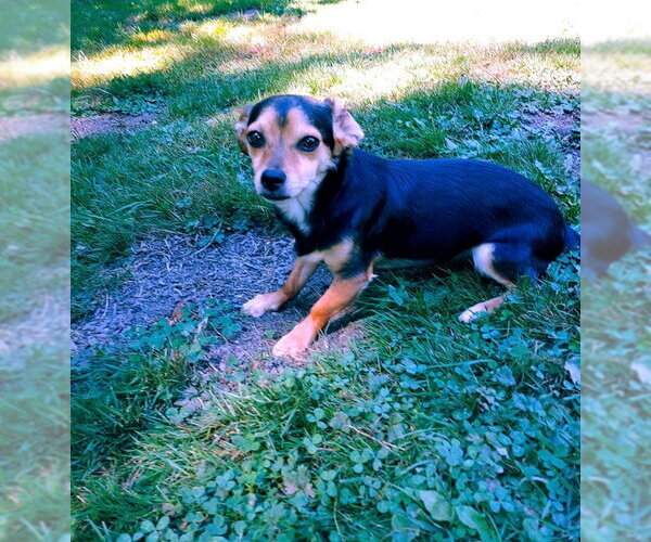 Medium Photo #7 Chilier Puppy For Sale in Arlington, WA, USA