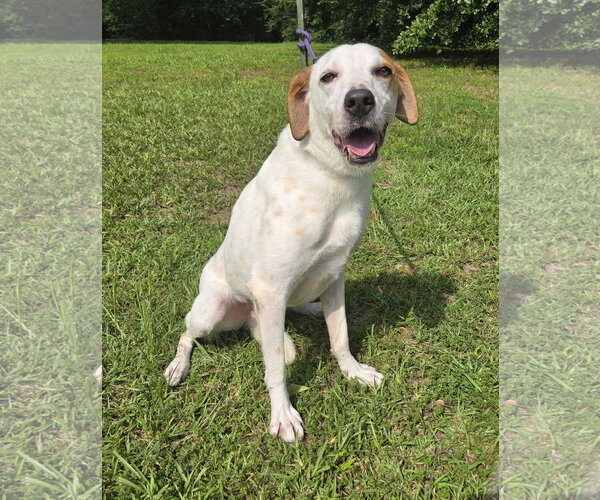 Medium Photo #4 Greyhound-Labrador Retriever Mix Puppy For Sale in Attalka, AL, USA