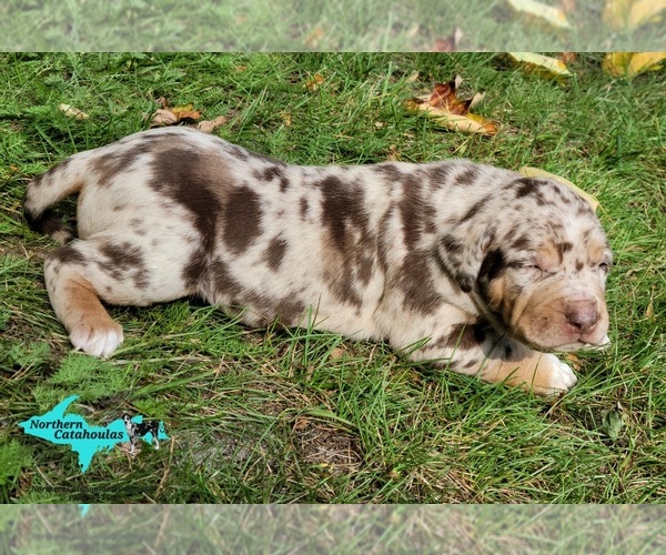Medium Photo #2 Catahoula Leopard Dog Puppy For Sale in MORAN, MI, USA