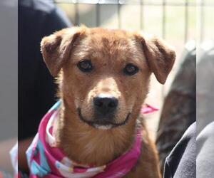 Labrador Retriever-Unknown Mix Dogs for adoption in San Antonio, TX, USA