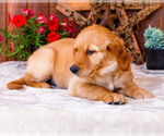 Small Photo #36 Golden Retriever Puppy For Sale in WAKARUSA, IN, USA