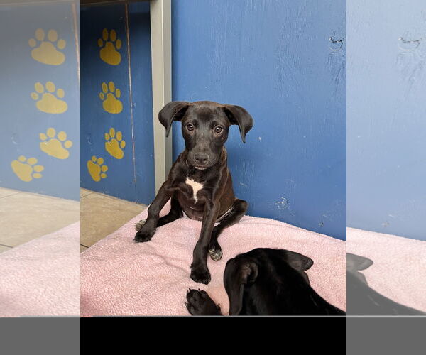 Medium Photo #2 Labrador Retriever-Unknown Mix Puppy For Sale in Tracy City, TN, USA