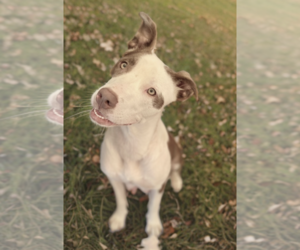 Mutt Dogs for adoption in Newport Beach, CA, USA