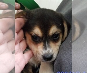 Beagle-Pomsky Mix Puppy for sale in BELLE CENTER, OH, USA