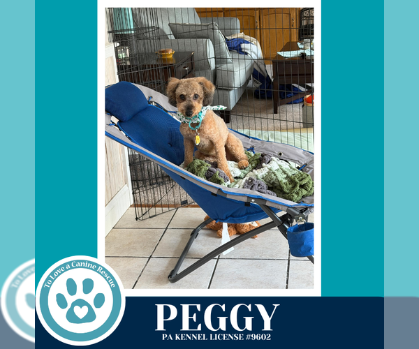 Medium Photo #6 Mutt Puppy For Sale in Kimberton, PA, USA