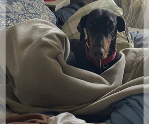 Doberman Pinscher Dogs for adoption in Minneaoplis, MN, USA