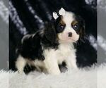 Small #3 Cavalier King Charles Spaniel