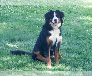 Mother of the Bernese Mountain Dog puppies born on 07/30/2019