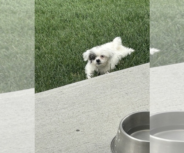Medium Photo #14 ShihPoo Puppy For Sale in MEAD, CO, USA