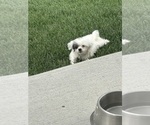 Puppy Jewel ShihPoo