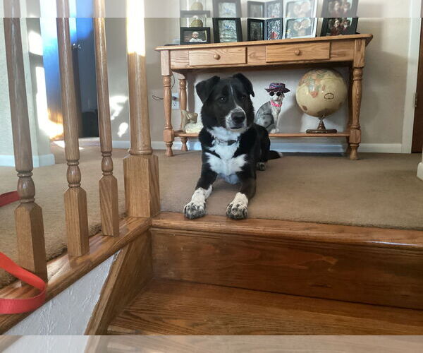 Medium Photo #2 Border Collie-Unknown Mix Puppy For Sale in Highland, IL, USA