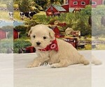Small Maltipoo