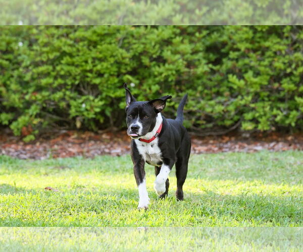 Medium Photo #12 Mutt Puppy For Sale in  Gainesville, FL, USA