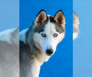 Siberian Husky Dogs for adoption in Pasadena, CA, USA